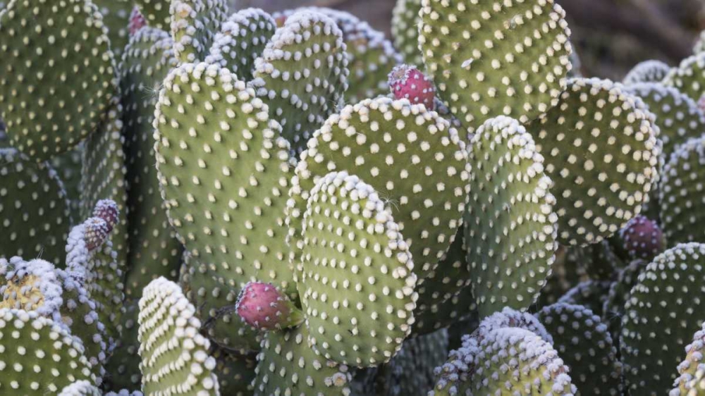 New Mexico Beavertail prickly-pear cactus